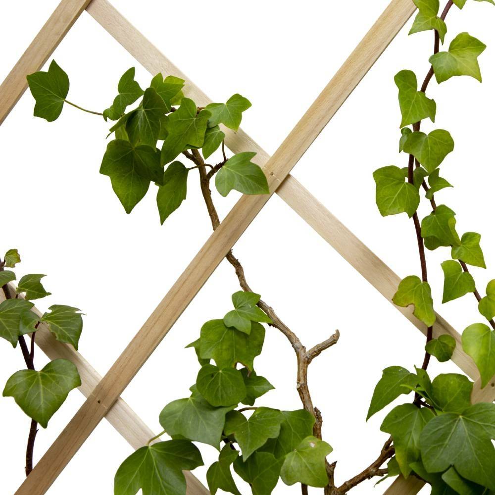 Treillis en bois pour plantes grimpantes - TERRE JARDIN - Image 2
