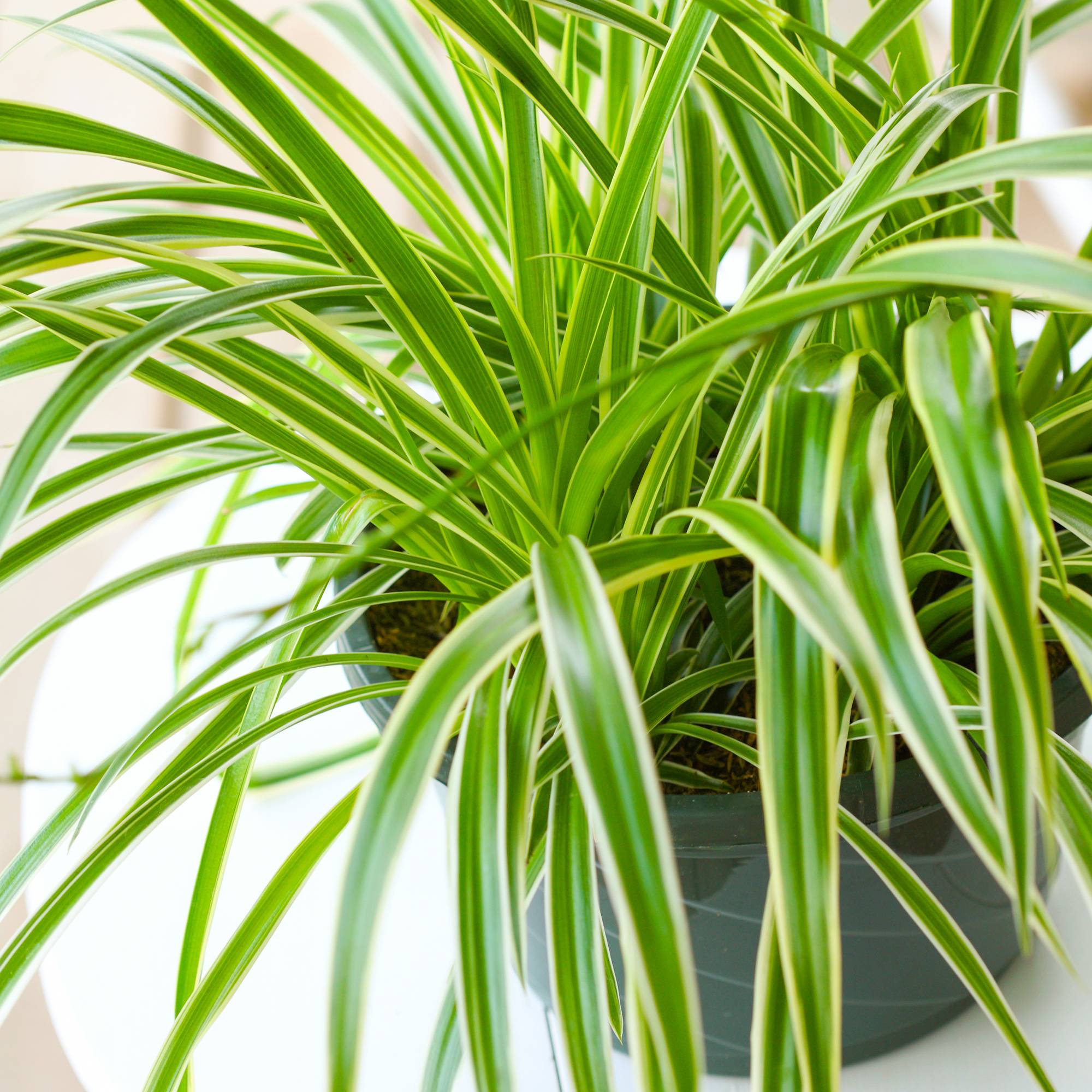 Gardenersdream - 1 X Chlorophytum Variegatum | Plante D'Intérieur De 20 À 30 Cm | Vente De Plante En Pot - GardenersDream - Image 1