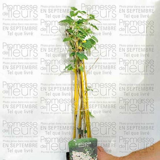 Renouée grimpante - Fallopia aubertii Pot de 2L/3L