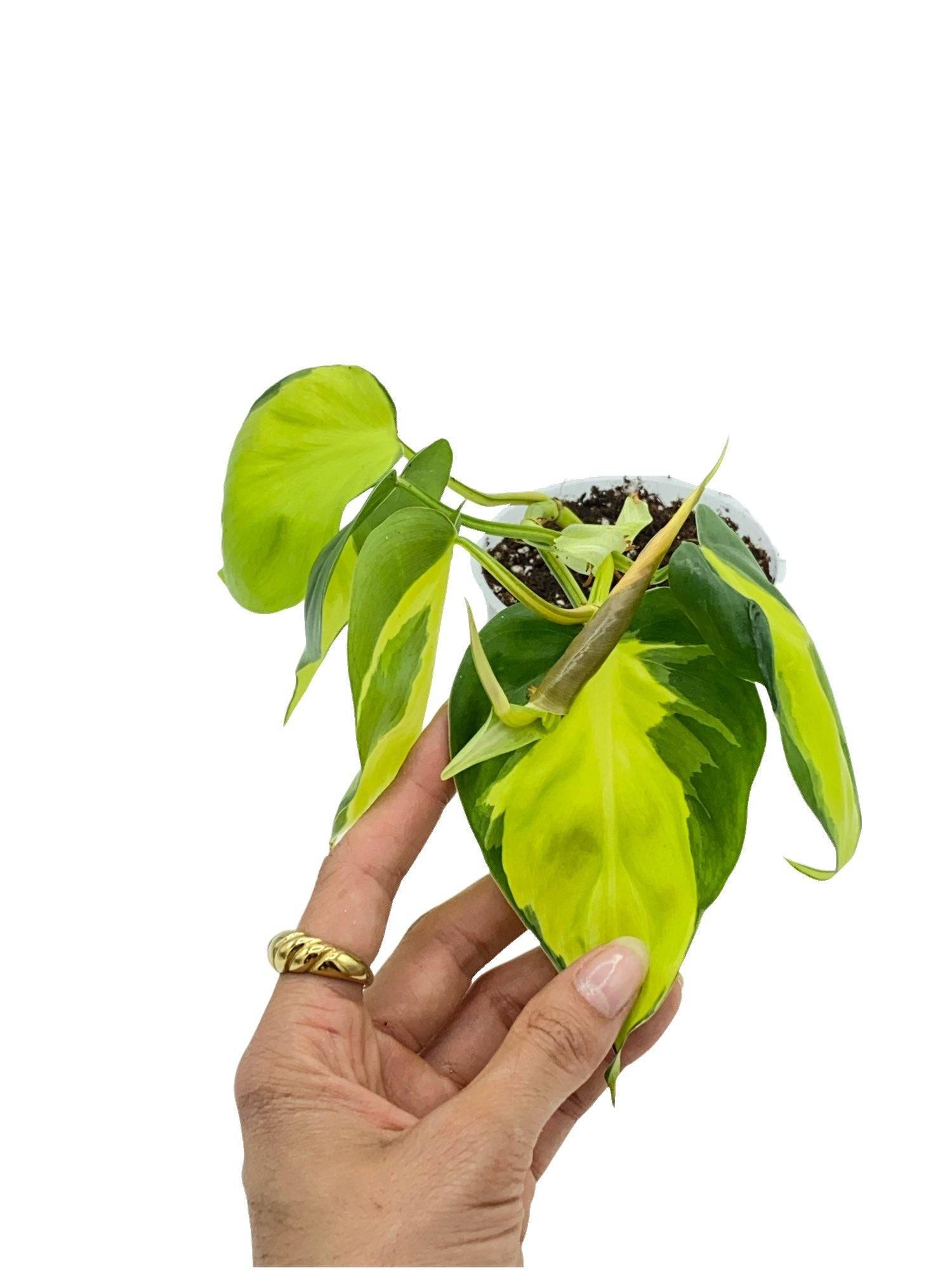 Philodendron Brasil - Pot de 6cm - Plantes d'intérieur - Image 6