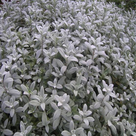 Cerastium biebersteinii - Oreille de souris Godet de 8/9 cm