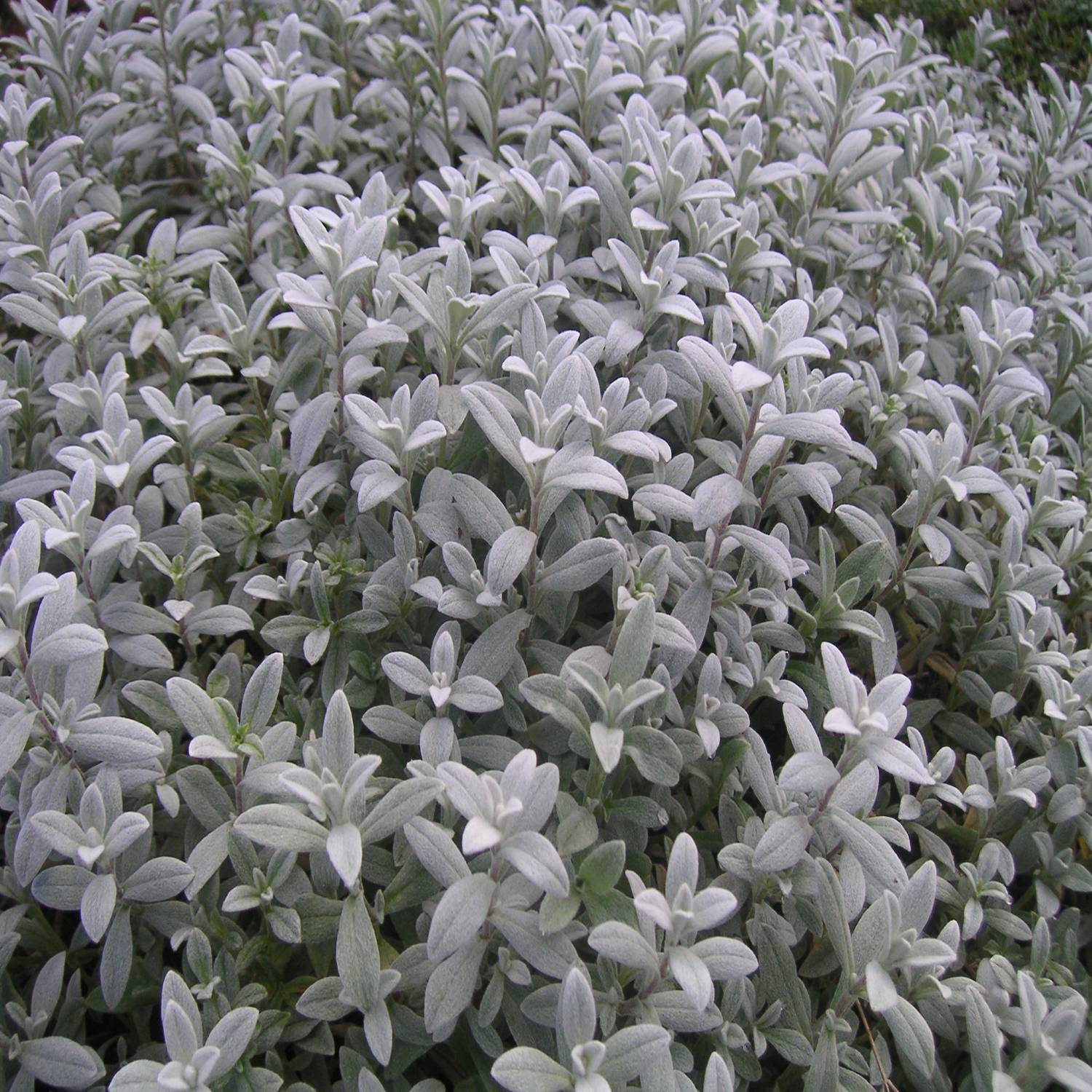 Cerastium biebersteinii - Oreille de souris  Godet de 8/9 cm