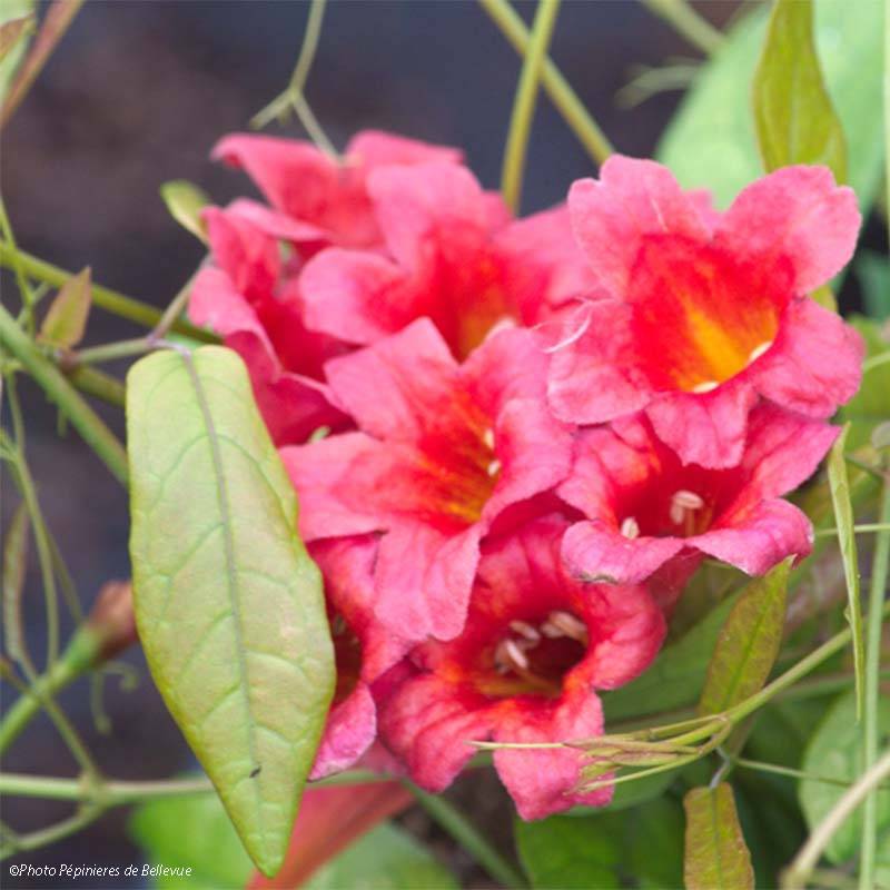 Promesse de Fleurs - Campsis capreolata Atrosanguinea - Bignone à vrilles Pot de 2L/3L