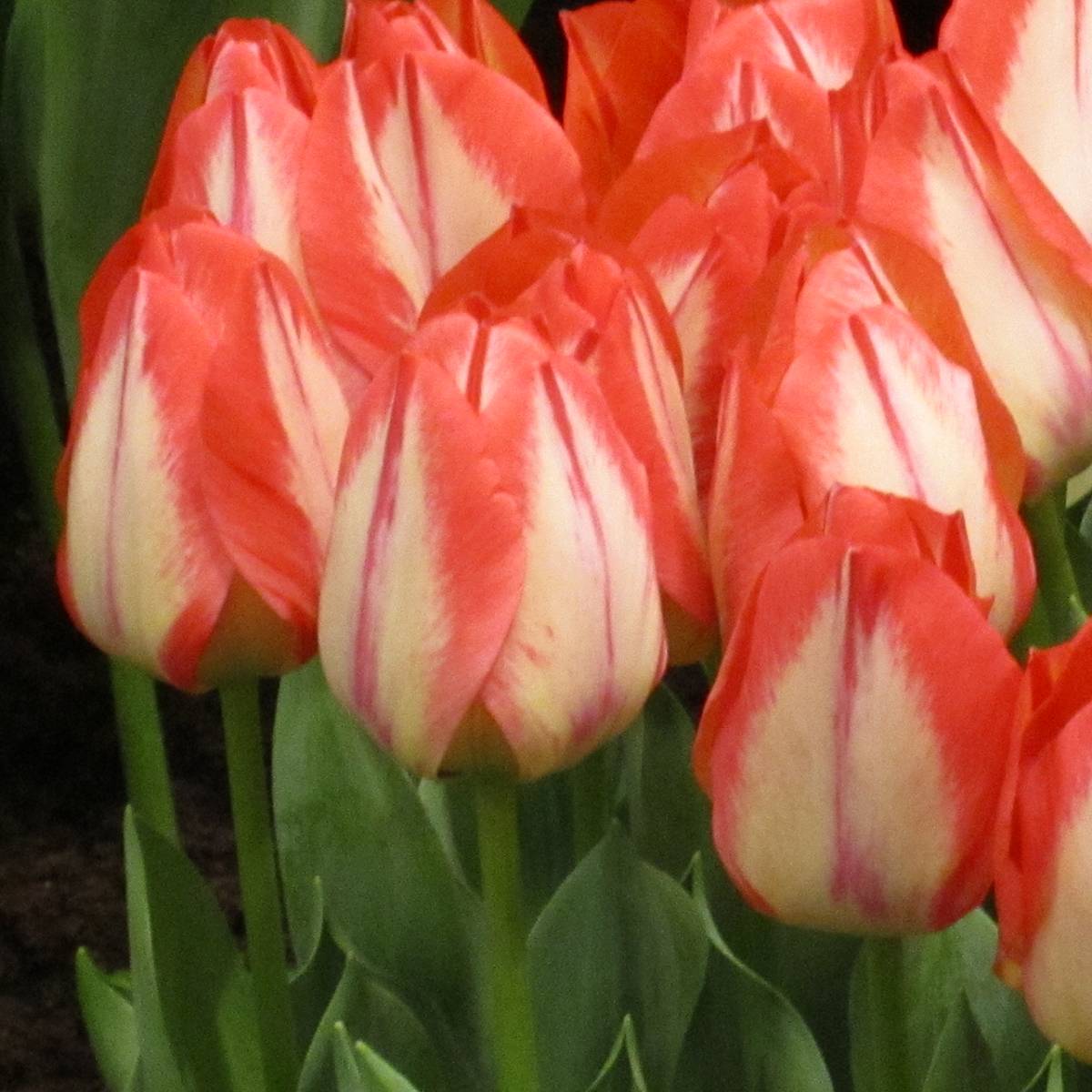 Promesse de Fleurs - Tulipe Triomphe Spryng Break Bulbe calibre 11+ (par 10)
