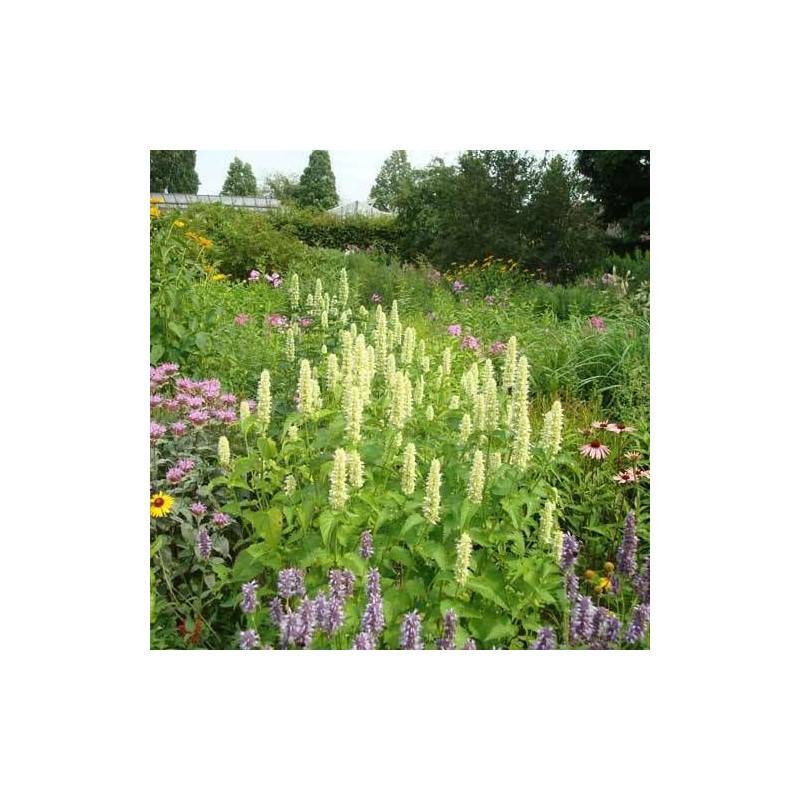 Agastache rugueuse Alabaster à fleurs Blanche - feuillage Caduc - Godet - 5/20 cm-  hauteur à maturité De 0,50 m à 1,00 m - Image 1
