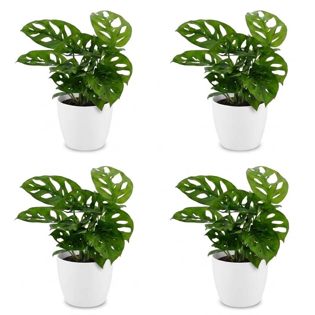 Monstera adansonii - avec pot blanc - lot de 4 - Ø12cm - ↕25cm - Plantes d’intérieur - Image 2