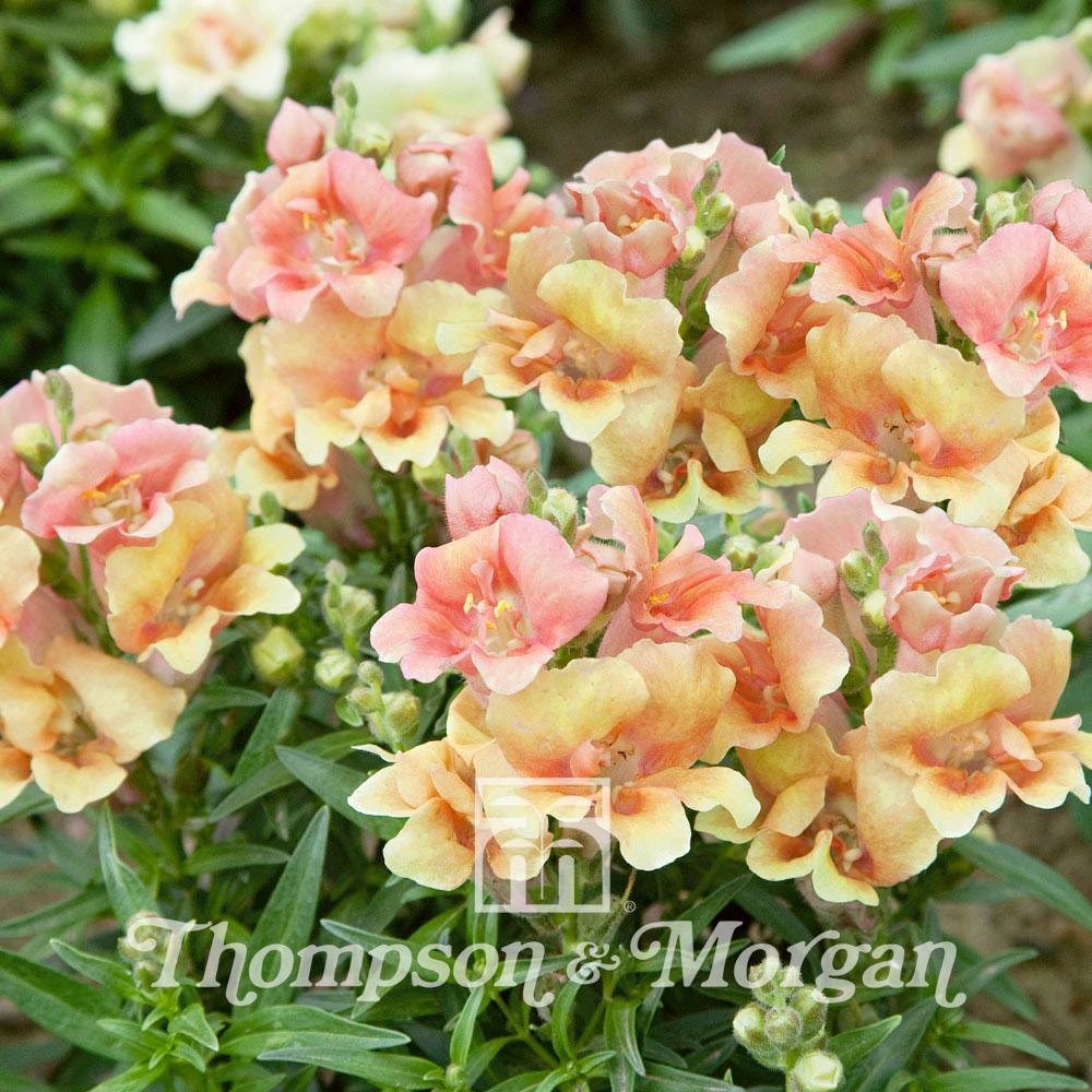 Graines de Muflier nain Twinny Peach F1 - Antirrhinum nanum le sachet de 30 graines environ