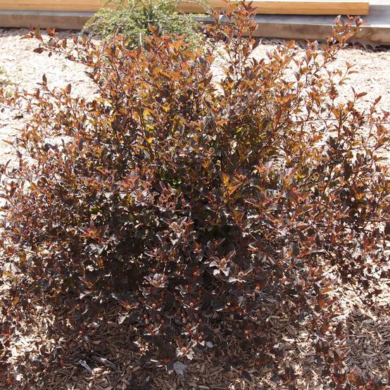Physocarpus opulifolius Little Devil Pot de 3L/4L - Image 1
