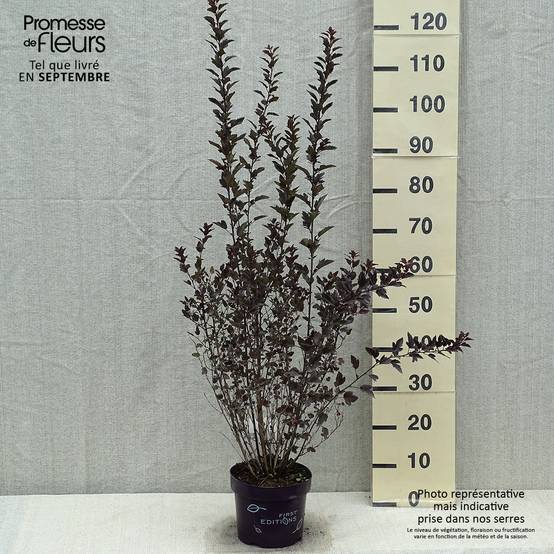 Physocarpus opulifolius Little Devil Pot de 3L/4L - Image 2