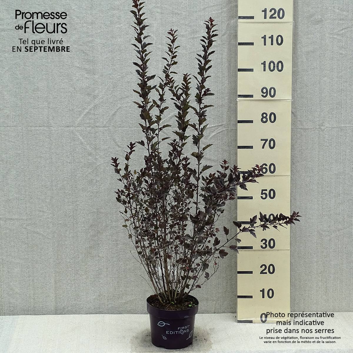 Physocarpus opulifolius Little Devil Pot de 3L/4L - Image 2