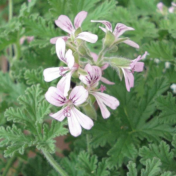Pelargonium - Géranium parfumé fragrans Godet de 7/8 cm