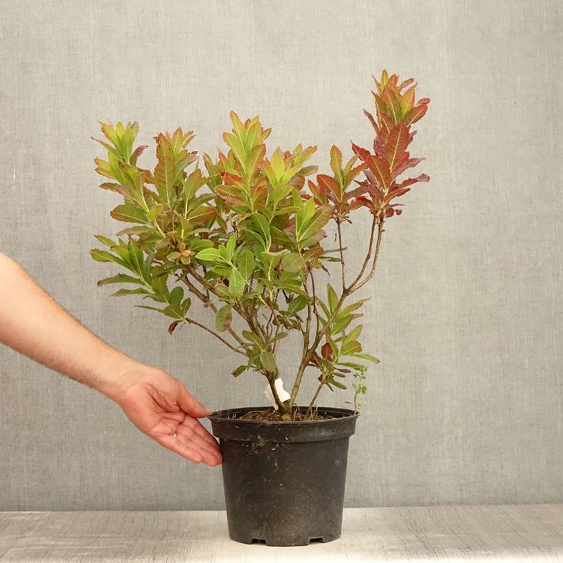 Promesse de Fleurs - Azalée de Chine Koster's Brilliant Red - Azalea mollis Pot de 4L/5L - Image 2