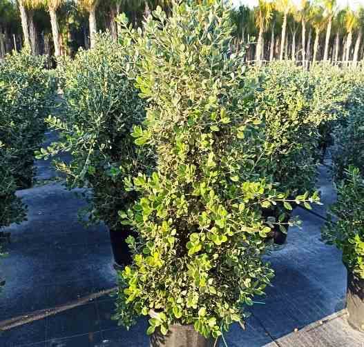 0 - Metrosideros excelsa (Arbre de Noël)  Pot de 7 litres - 40/60 cm - Image 3