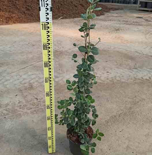 0 - Metrosideros excelsa (Arbre de Noël)  Pot de 7 litres - 40/60 cm - Image 2