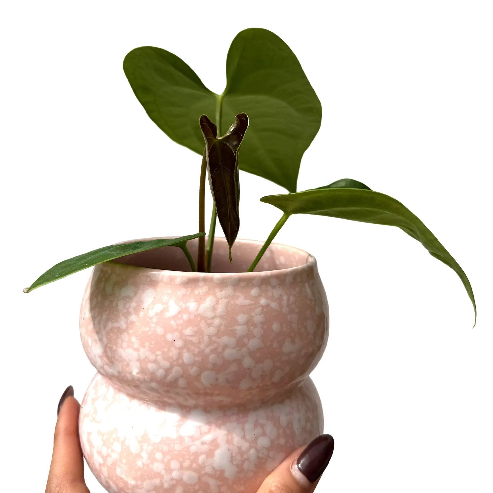 Anthurium Napo - Pot de 8cm - Plantes d'intérieur - Image 3