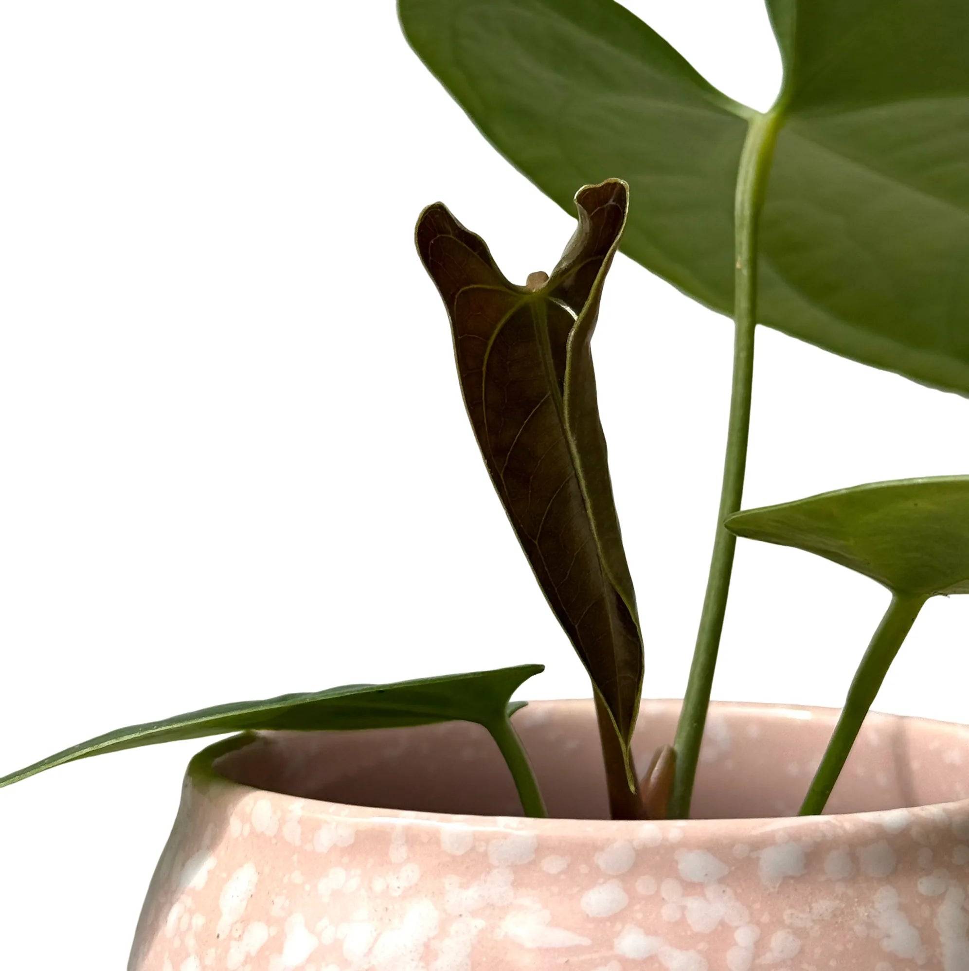 Anthurium Napo - Pot de 8cm - Plantes d'intérieur - Image 2