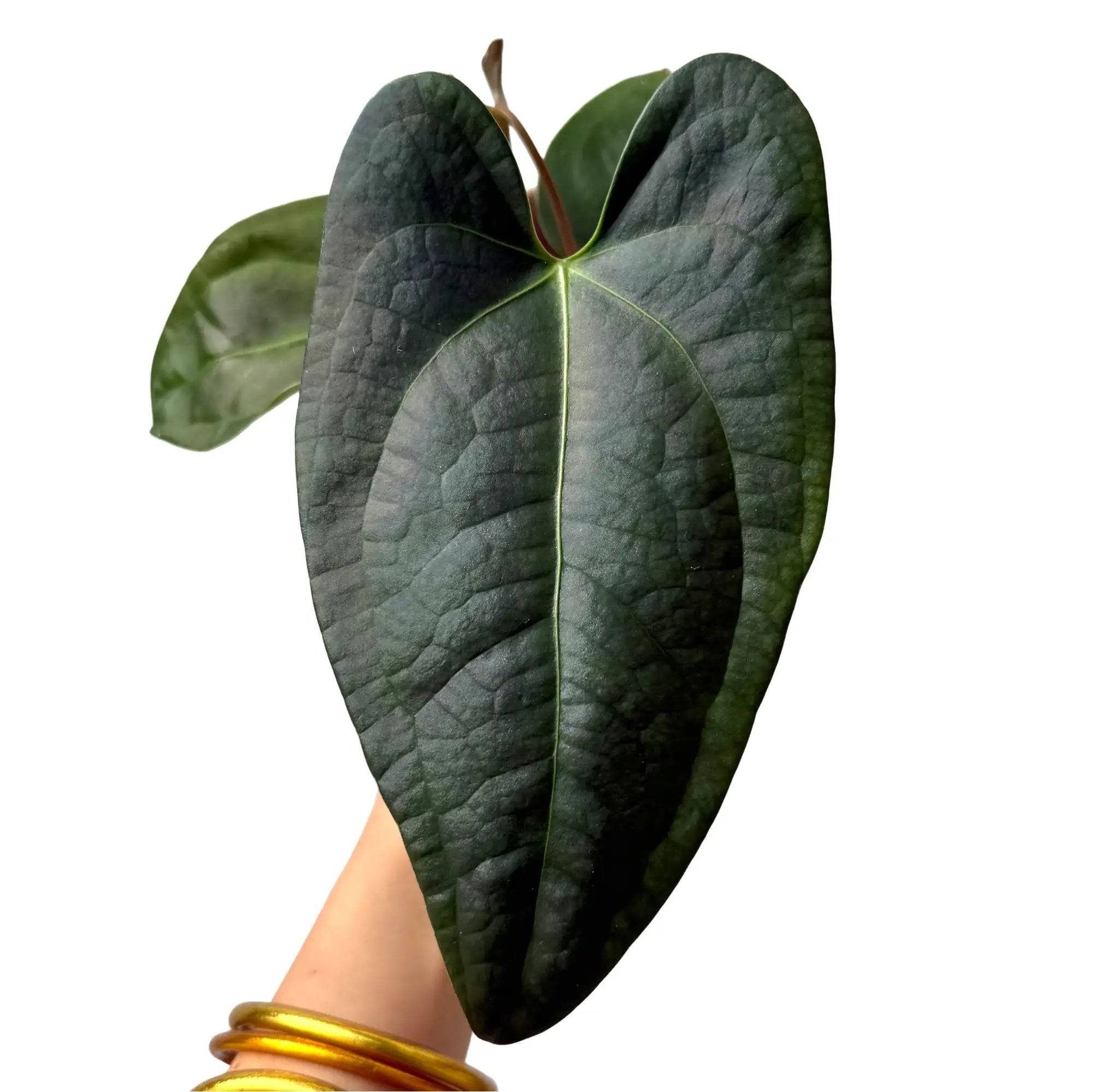 Anthurium Napo - Pot de 8cm - Plantes d'intérieur - Image 1