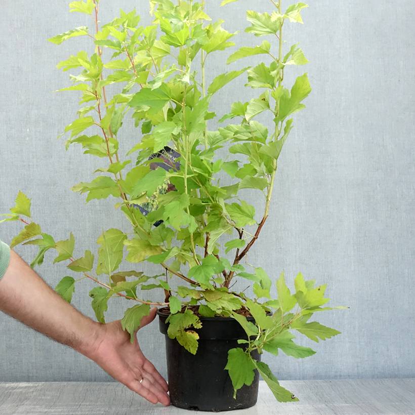 Physocarpus opulifolius Angel Gold - Physocarpe Pot de 3L/4L - Image 2