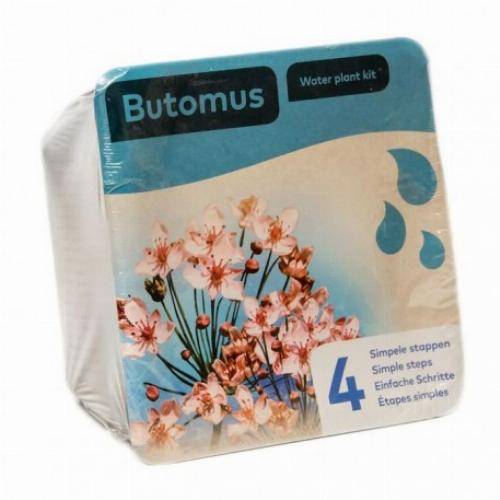 Moerings - Kit de 2 plantes aquatiques - bassin et fontaine - Butomus - Image 3
