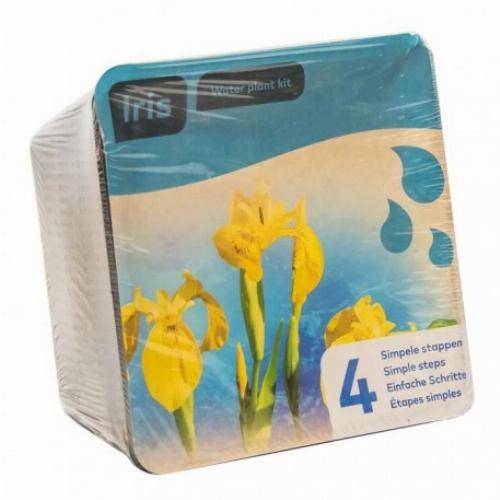 Moerings - Kit de 2 plantes aquatiques - bassin et fontaine - Butomus - Image 4