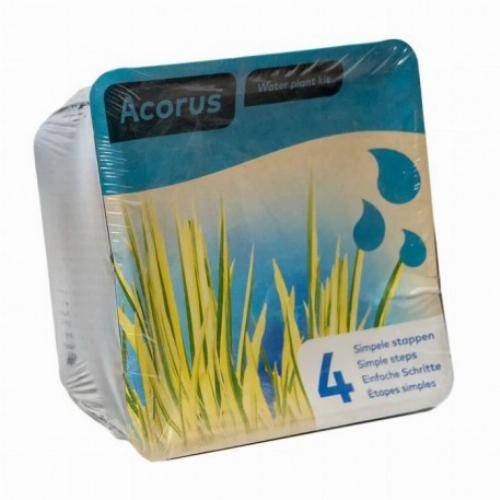 Moerings - Kit de 2 plantes aquatiques - bassin et fontaine - Butomus - Image 1