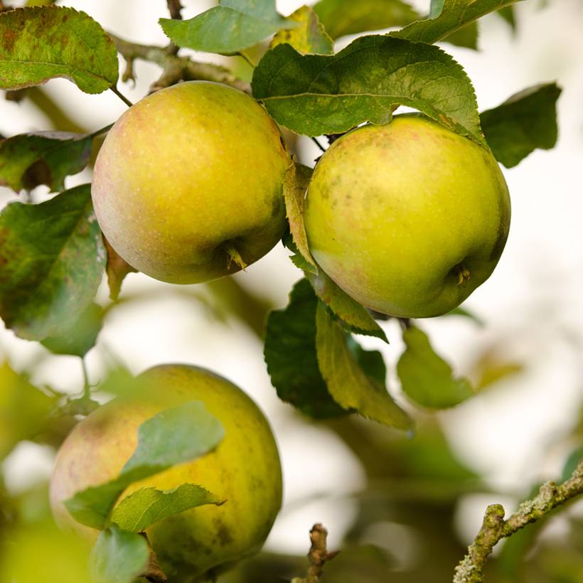 Pommier Szara Reneta Pot de 7,5L/10L, Scion