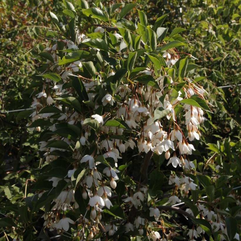 Styrax japonica Fragrant Fountain Pot de 30L/35L - Gamm vert