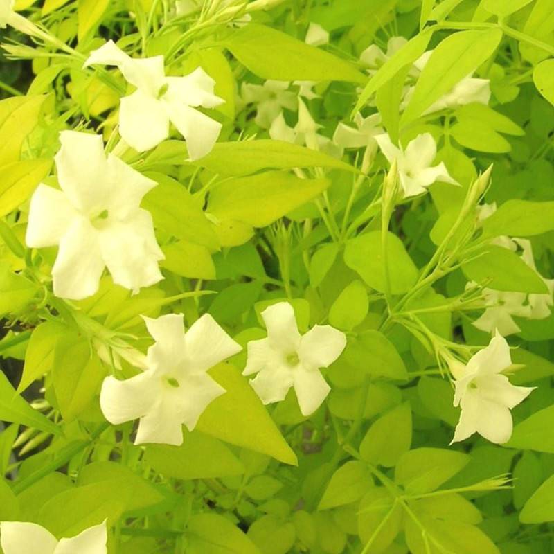 Jasmin blanc Aureum à fleurs Blanche/ - feuillage Caduc - Pot de 2L - Tuteur bambou 60/90 cm - Image 10