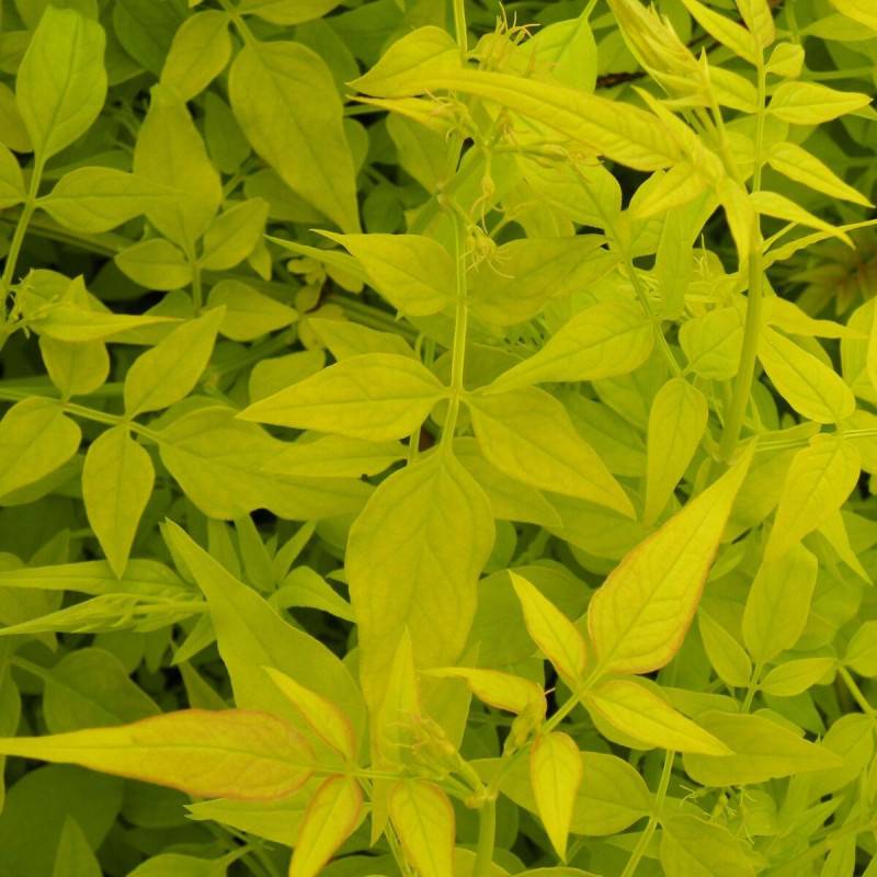 Jasmin blanc Aureum à fleurs Blanche/ - feuillage Caduc - Pot de 2L - Tuteur bambou 60/90 cm - Image 4