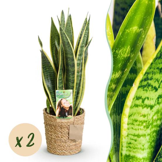 Sanseveria Laurentii - D17 H70cm - Image 2