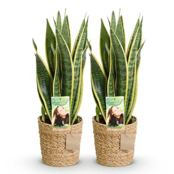 Sanseveria Laurentii - D17 H70cm - Image 3