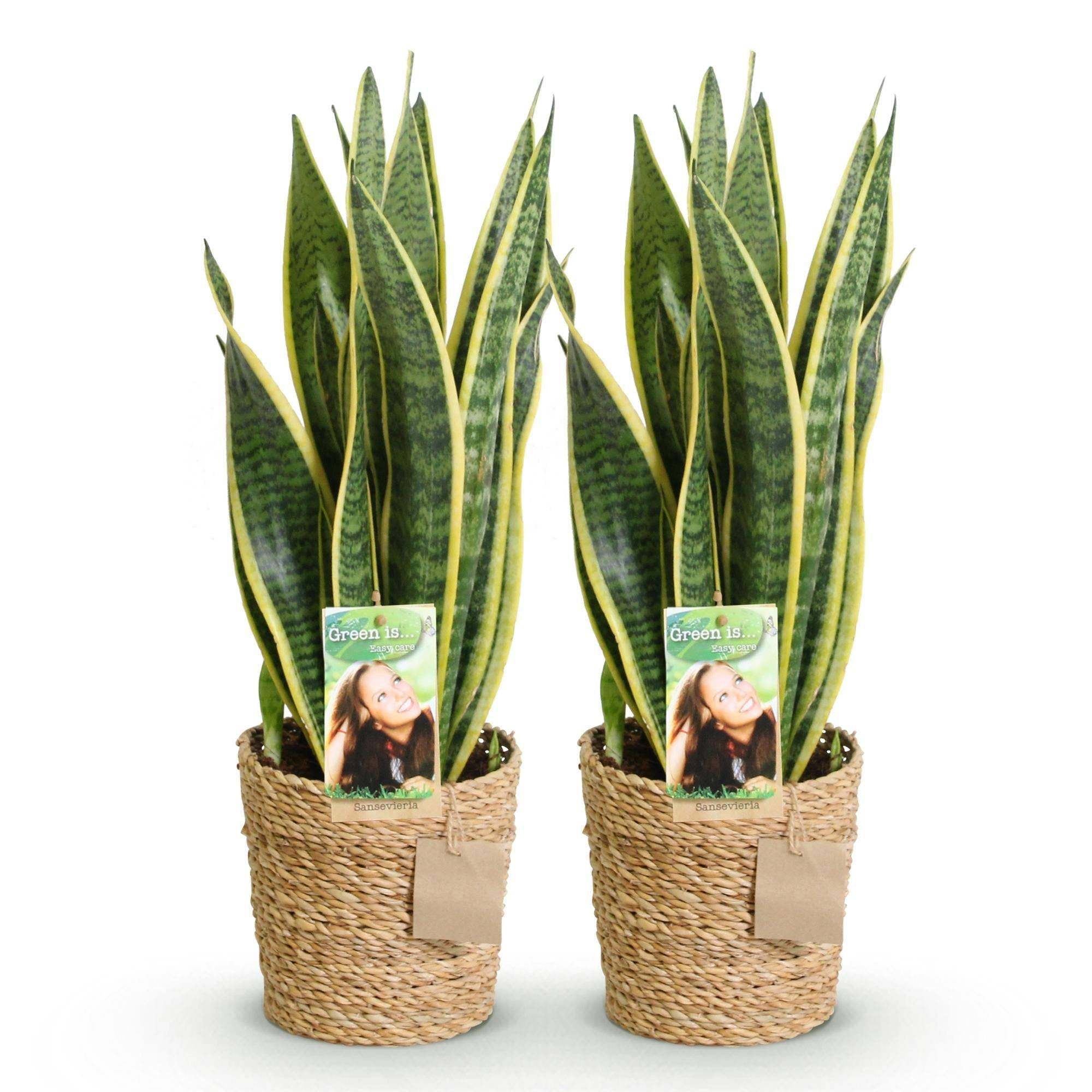 Sanseveria Laurentii - D17 H70cm - Image 3