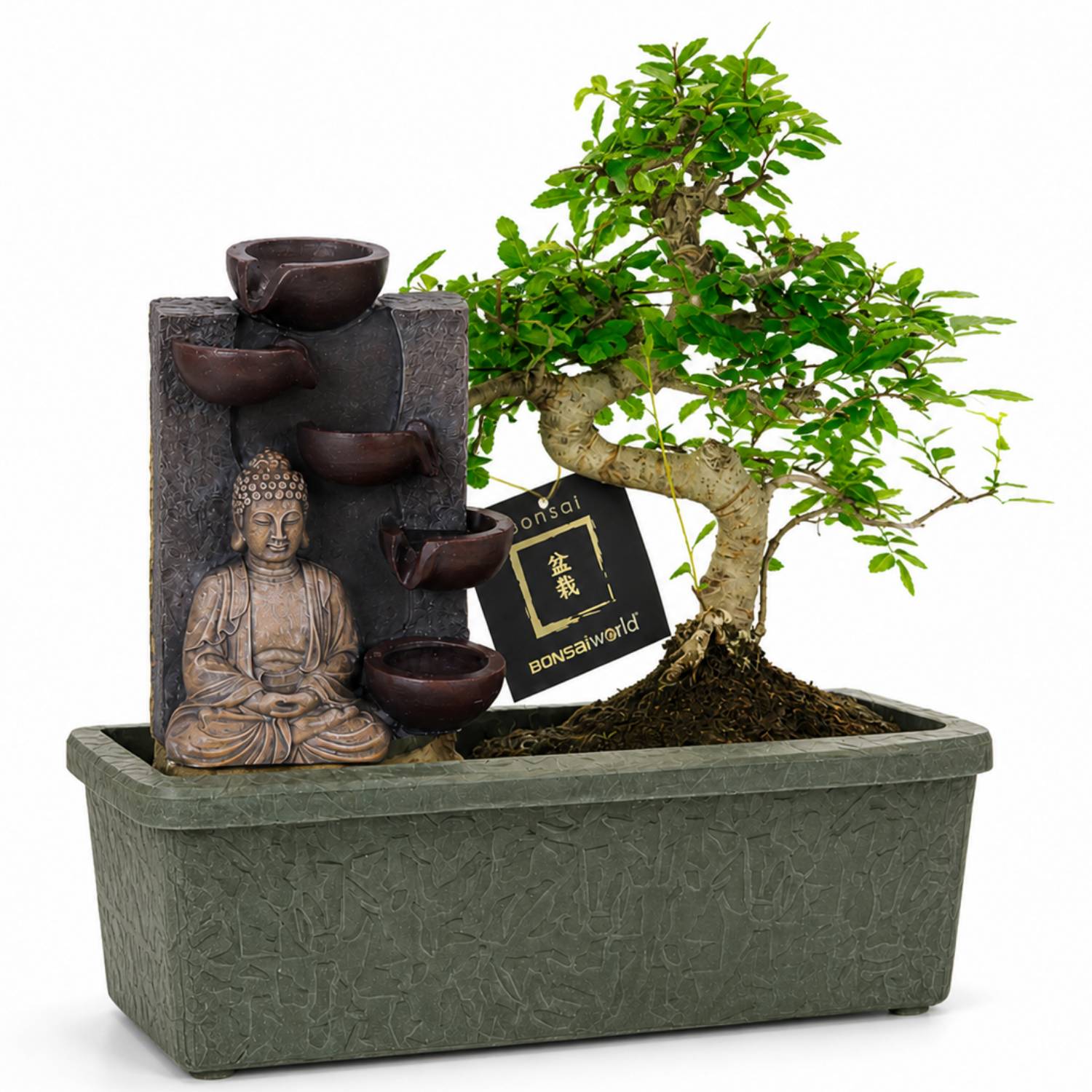 0 - Bonsaï Forme S env. 10 ans - Cascade Bouddha - Plante d'intérieur