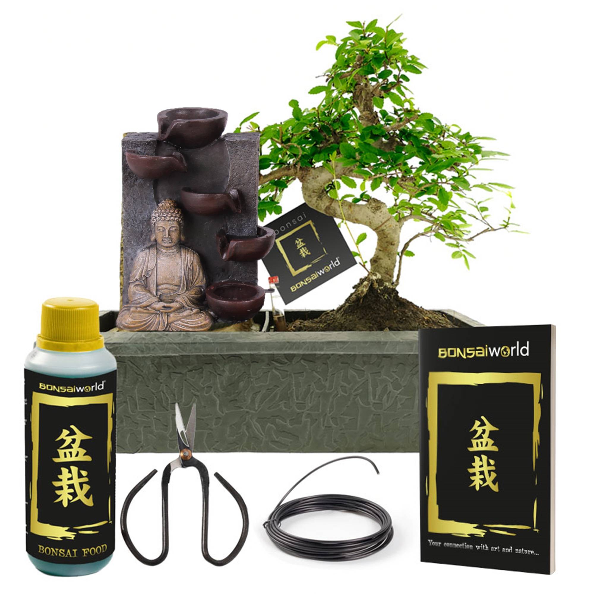 0 - Bonsaï Forme S - Cascade Bouddha - incl. Ciseaux et Aliment - Image 1
