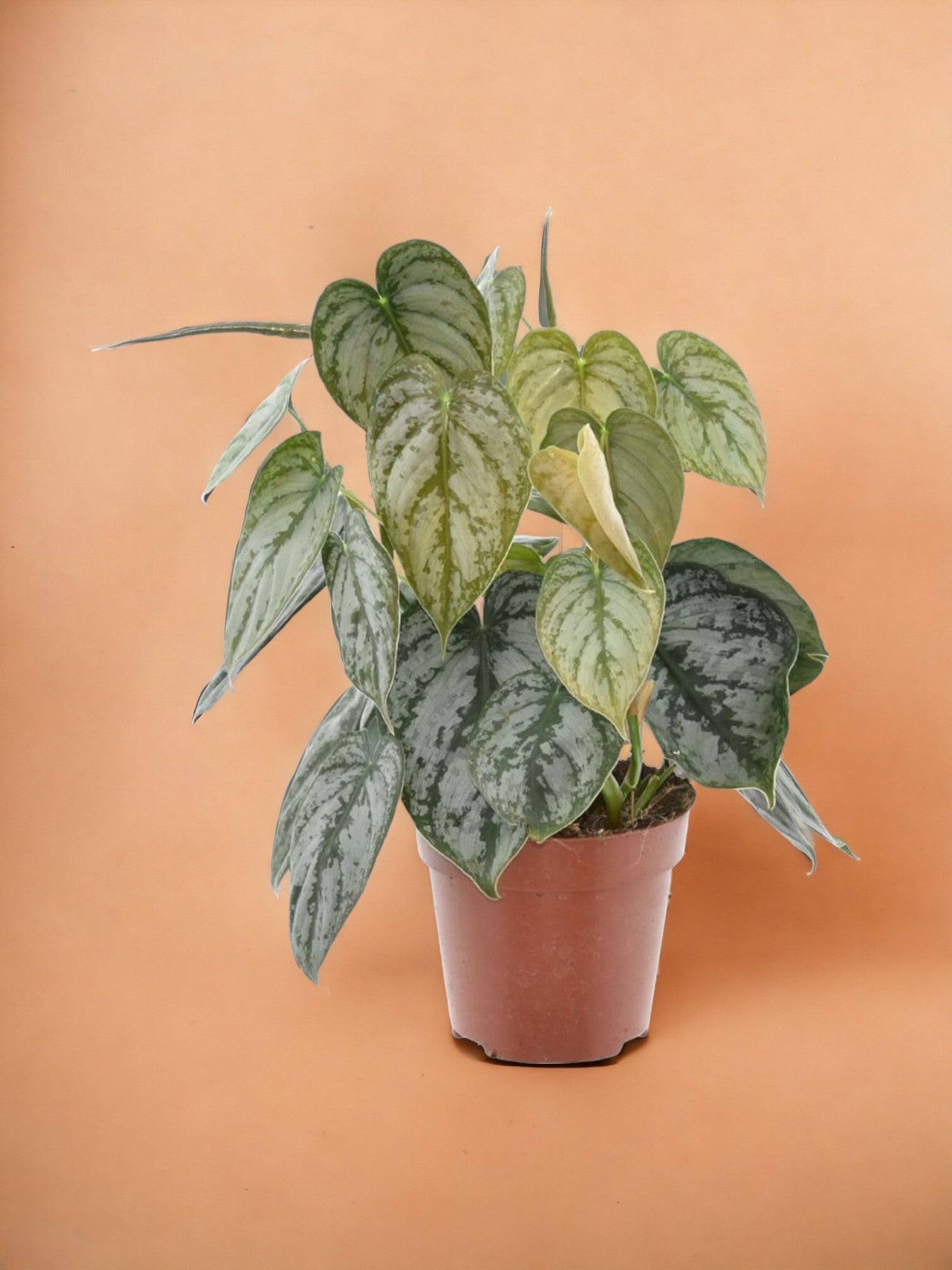 Philodendron Brandtianum- La Green Touch - Image 1