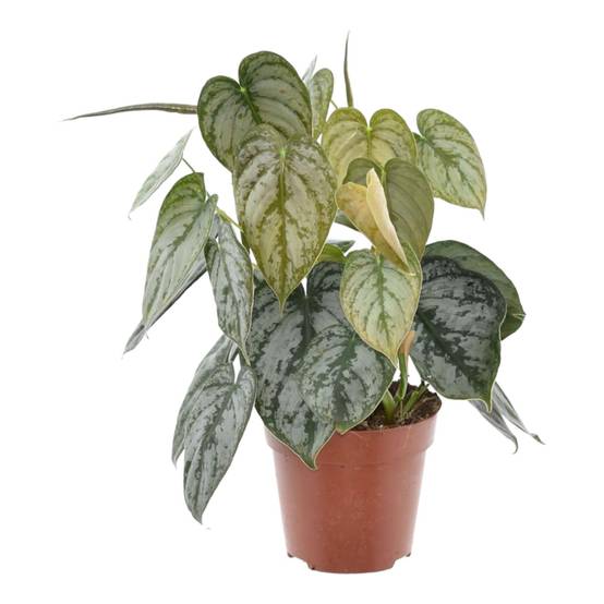 Philodendron Brandtianum- La Green Touch - Image 2