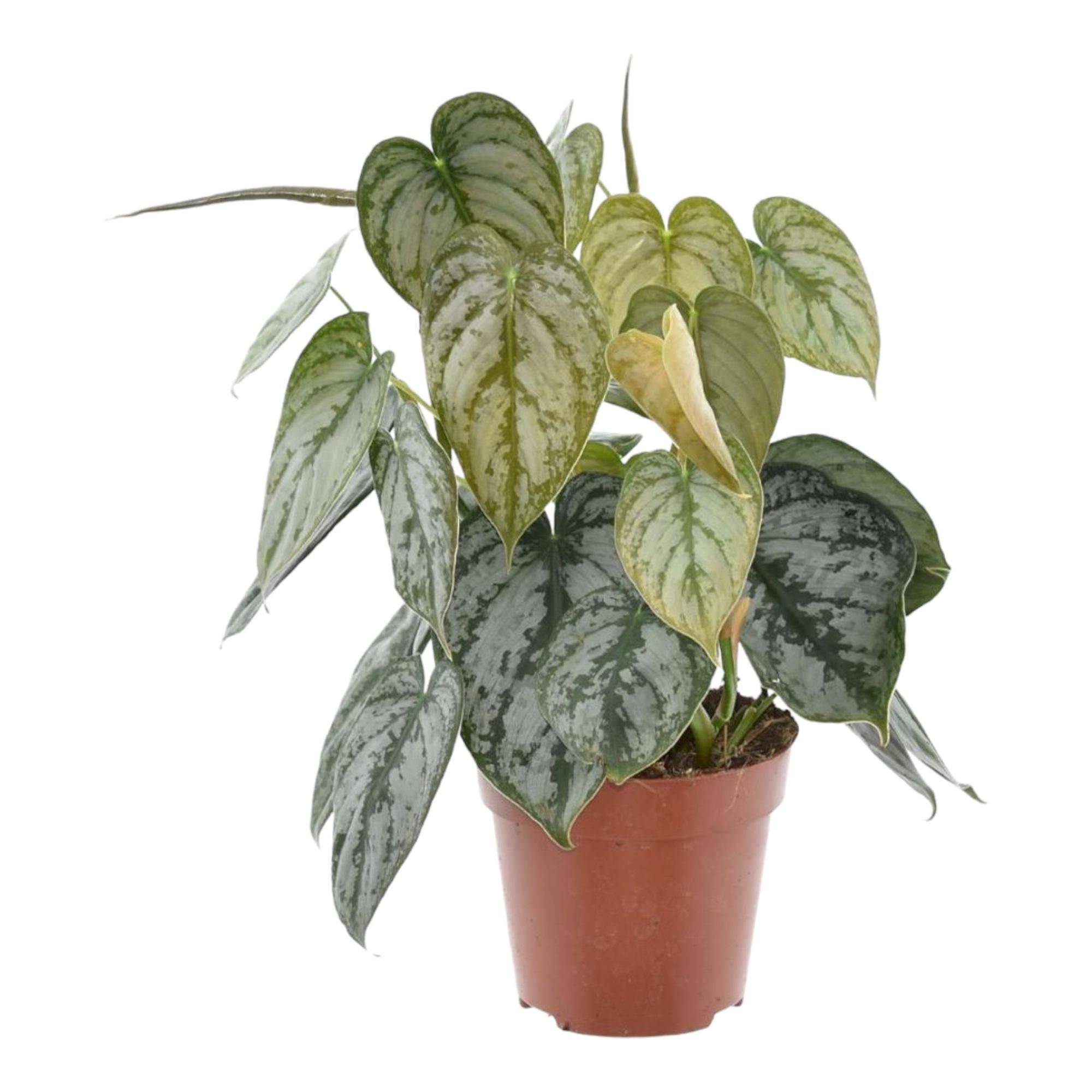 Philodendron Brandtianum- La Green Touch - Image 2
