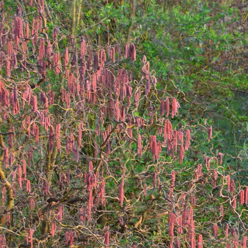 Noisetier tortueux Red Majestic®, Corylus à fleurs Jaune - feuillage Caduc - Pot de 4L - 40/60 cm-  hauteur à maturité De 2,50 m à 3,00 m - Image 7