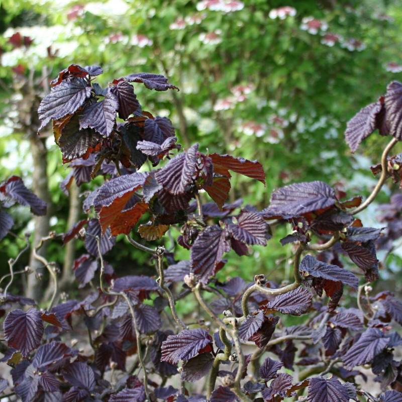 Noisetier tortueux Red Majestic®, Corylus à fleurs Jaune - feuillage Caduc - Pot de 4L - 40/60 cm-  hauteur à maturité De 2,50 m à 3,00 m - Image 1