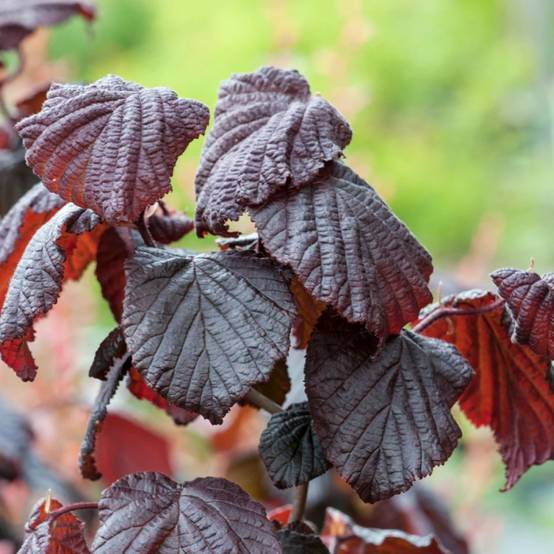 Noisetier tortueux Red Majestic®, Corylus à fleurs Jaune - feuillage Caduc - Pot de 4L - 40/60 cm- hauteur à maturité De 2,50 m à 3,00 m - Image 6