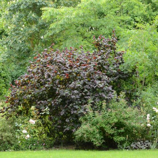 Noisetier tortueux Red Majestic®, Corylus à fleurs Jaune - feuillage Caduc - Pot de 4L - 40/60 cm- hauteur à maturité De 2,50 m à 3,00 m - Image 8