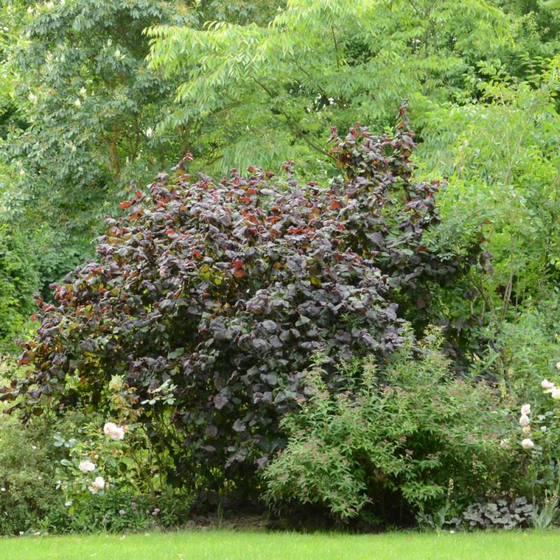 Noisetier tortueux Red Majestic®, Corylus à fleurs Jaune - feuillage Caduc - Pot de 4L - 40/60 cm-  hauteur à maturité De 2,50 m à 3,00 m - Image 8