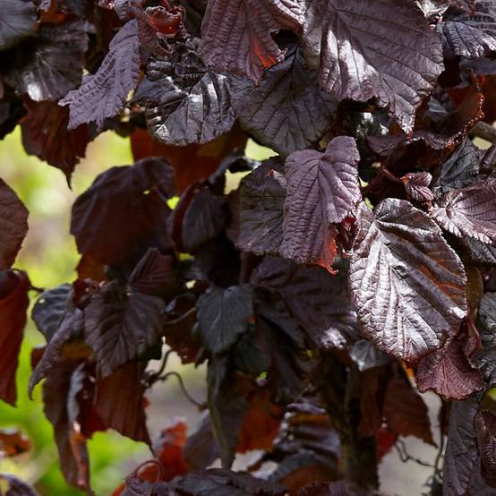 Noisetier tortueux Red Majestic®, Corylus à fleurs Jaune - feuillage Caduc - Pot de 4L - 40/60 cm- hauteur à maturité De 2,50 m à 3,00 m - Image 3