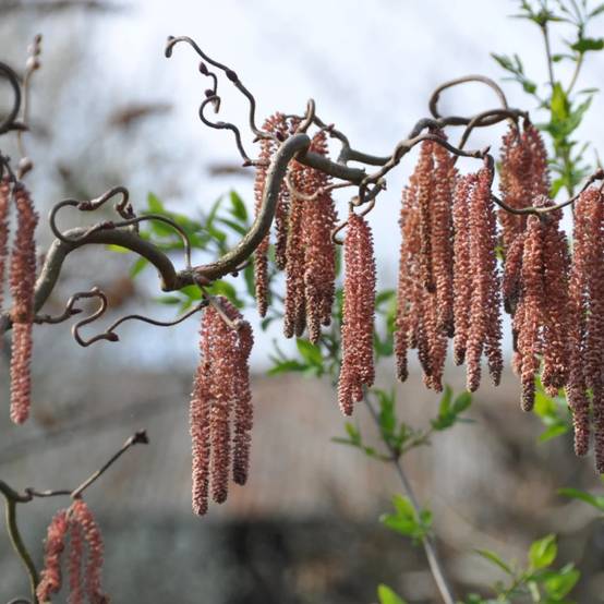 Noisetier tortueux Red Majestic®, Corylus à fleurs Jaune - feuillage Caduc - Pot de 4L - 40/60 cm- hauteur à maturité De 2,50 m à 3,00 m - Image 10