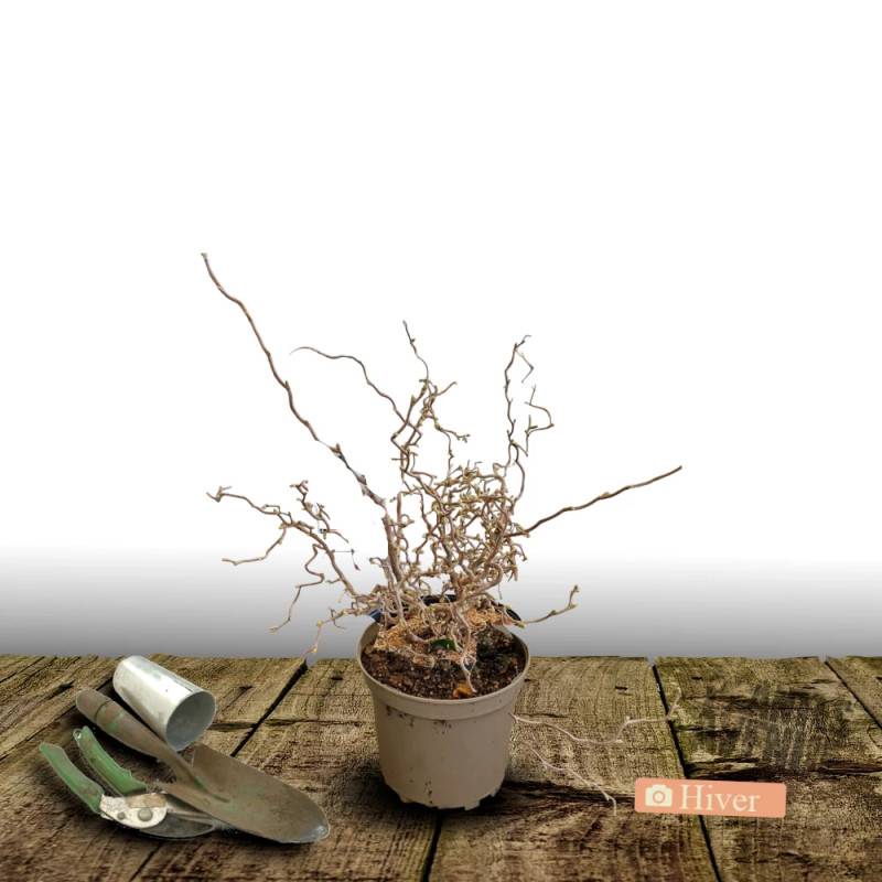 Noisetier tortueux Red Majestic®, Corylus à fleurs Jaune - feuillage Caduc - Pot de 4L - 40/60 cm- hauteur à maturité De 2,50 m à 3,00 m - Image 2