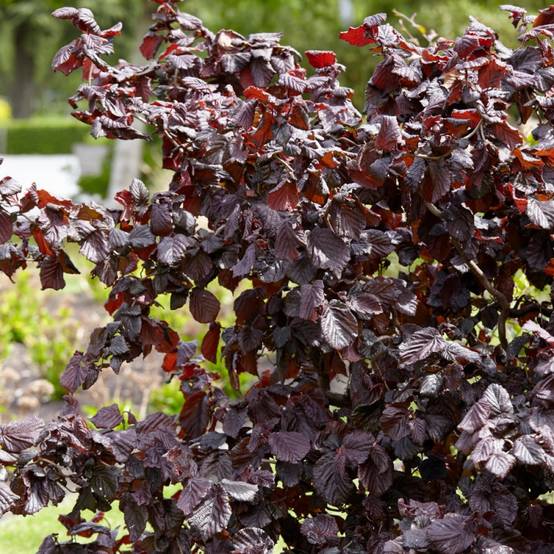 Noisetier tortueux Red Majestic®, Corylus à fleurs Jaune - feuillage Caduc - Pot de 4L - 40/60 cm- hauteur à maturité De 2,50 m à 3,00 m - Image 4