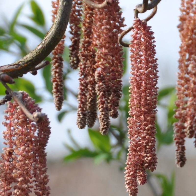 Noisetier tortueux Red Majestic®, Corylus à fleurs Jaune - feuillage Caduc - Pot de 4L - 40/60 cm-  hauteur à maturité De 2,50 m à 3,00 m - Image 9