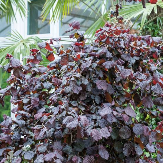 Noisetier tortueux Red Majestic®, Corylus à fleurs Jaune - feuillage Caduc - Pot de 4L - 40/60 cm- hauteur à maturité De 2,50 m à 3,00 m - Image 5