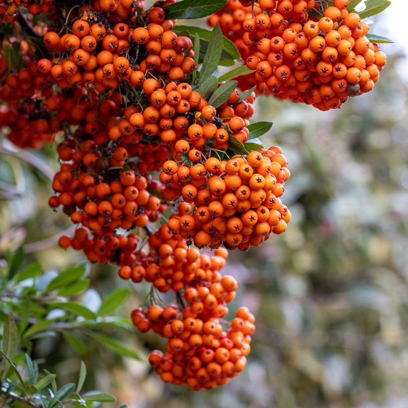 Pyracantha SAPHYR Orange - Buisson ardent Godet de 8/9 cm - Image 1