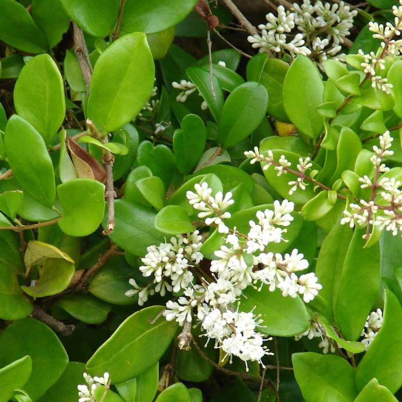 Troène luisant, Troène de Chine lucidum, Ligustrum à fleurs Blanche - feuillage Persistant - Pot de 4L - 40/60 cm-  hauteur à maturité De 1,50 m à 2,0 - Image 1